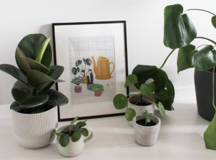 Can Indoor Plants Really Improve Air Quality? The Truth Revealed